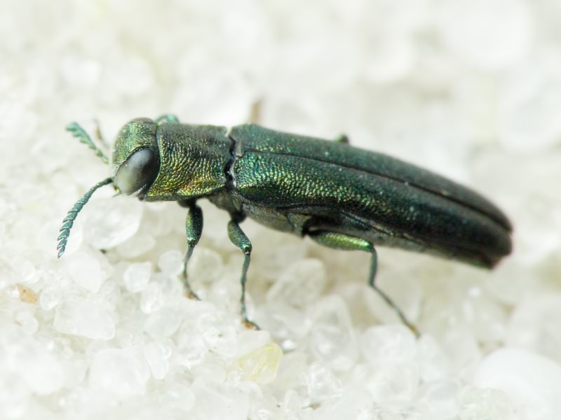 Buprestidae Leach, 1815